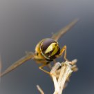Syrphe
